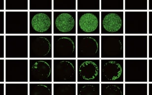 細胞遷移（Cell Migration）實驗